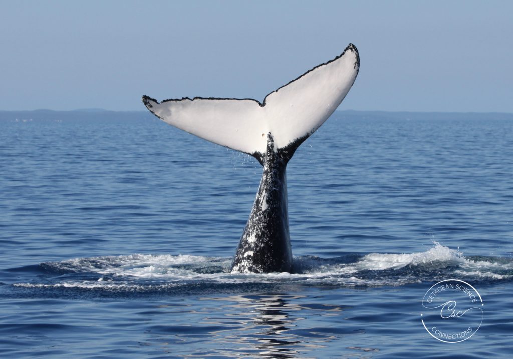 Humpback whale fluke