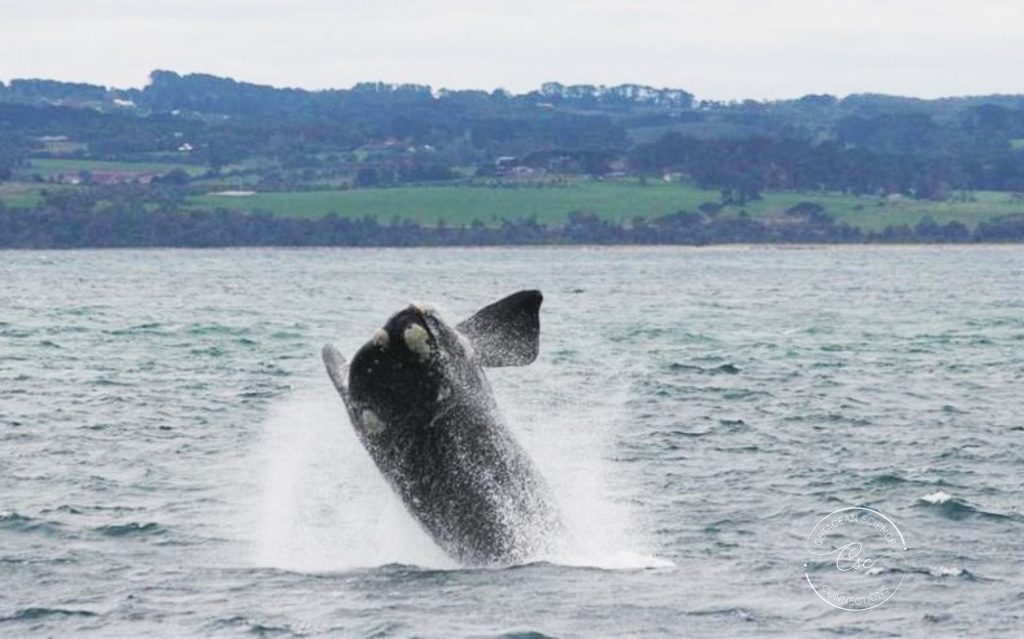 Southern right whale