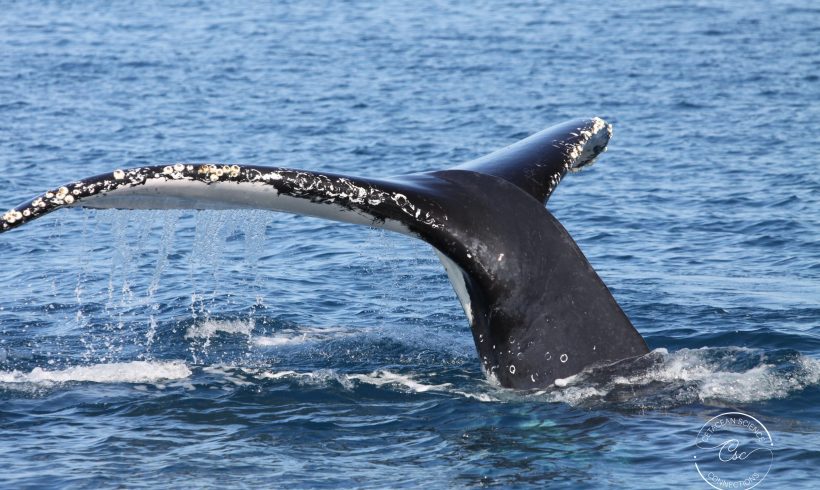 Humpback whales