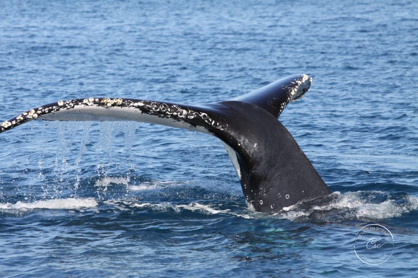 Humpback whales