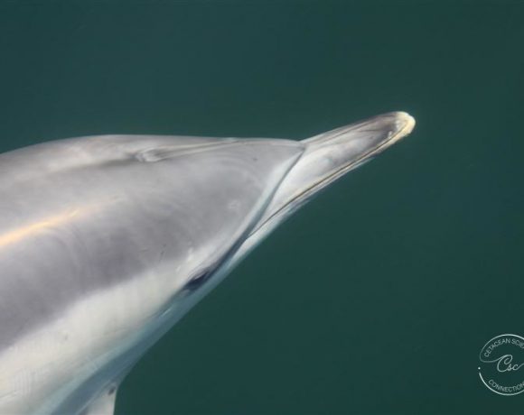 Common dolphins