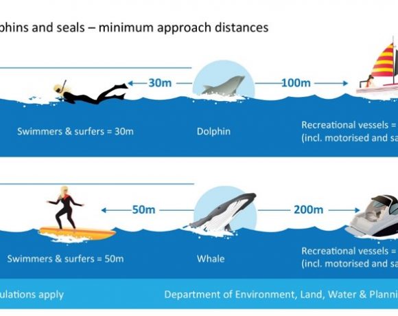 Approaching cetaceans