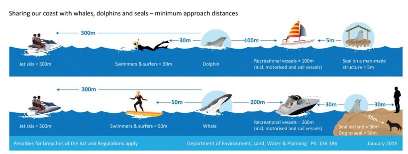 Approaching cetaceans