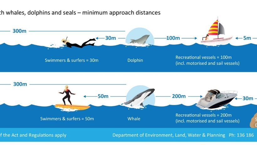 Approaching cetaceans