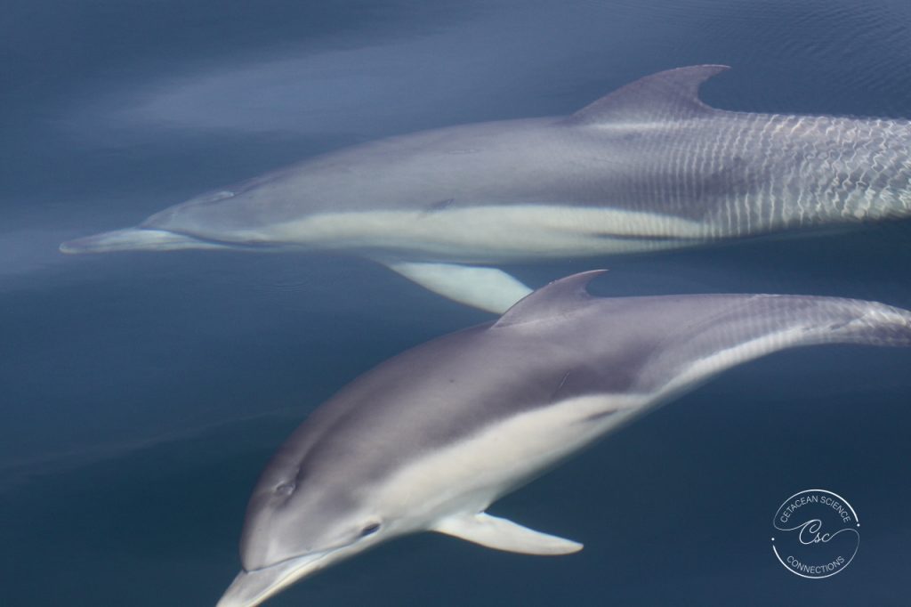 Common dolphins