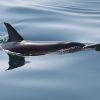 Why focus on common dolphins?
