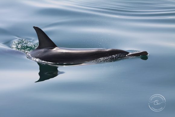 Why focus on common dolphins?