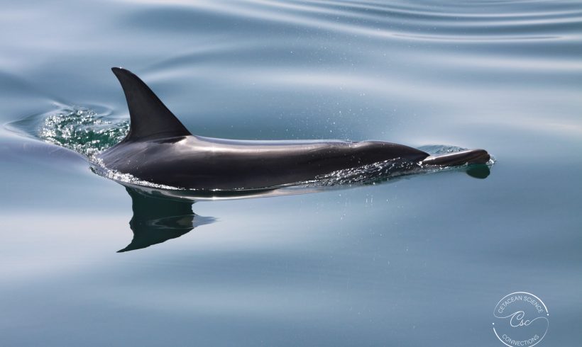 Why focus on common dolphins?