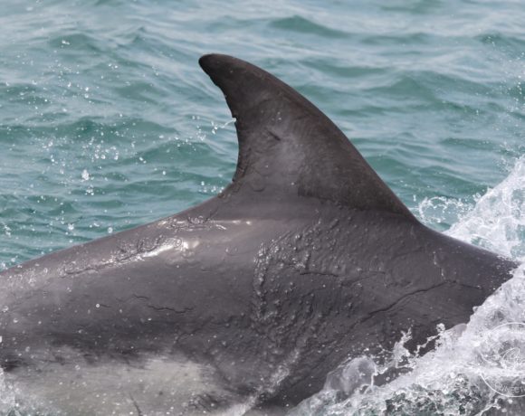 Identifying cetaceans