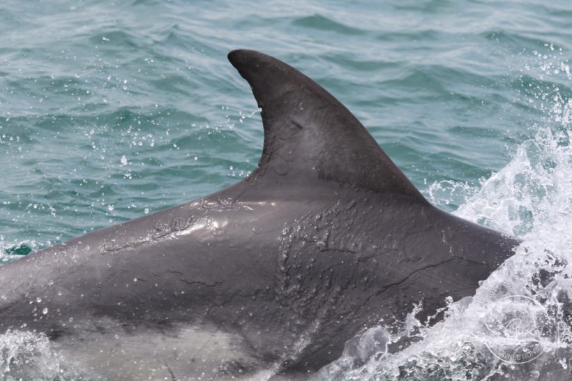 Identifying cetaceans