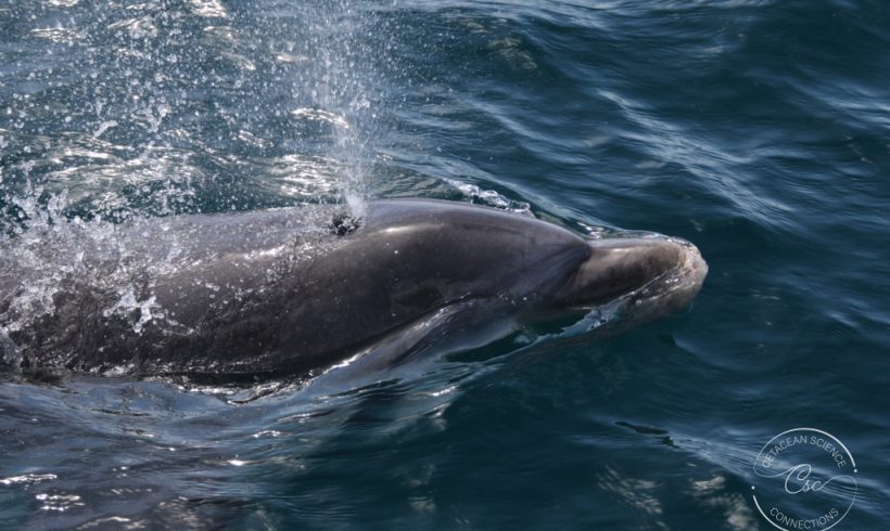 Bottlenose dolphins