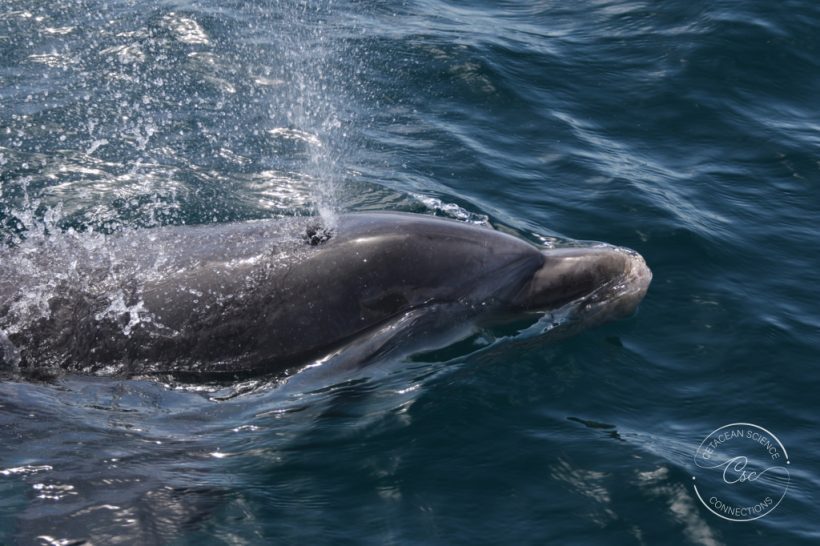 Bottlenose dolphins