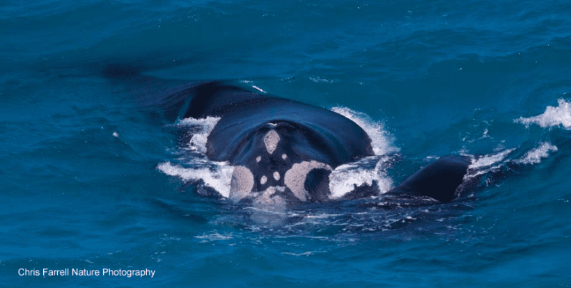 Southern right whales