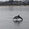 Cetacean Science Connections – new beginnings