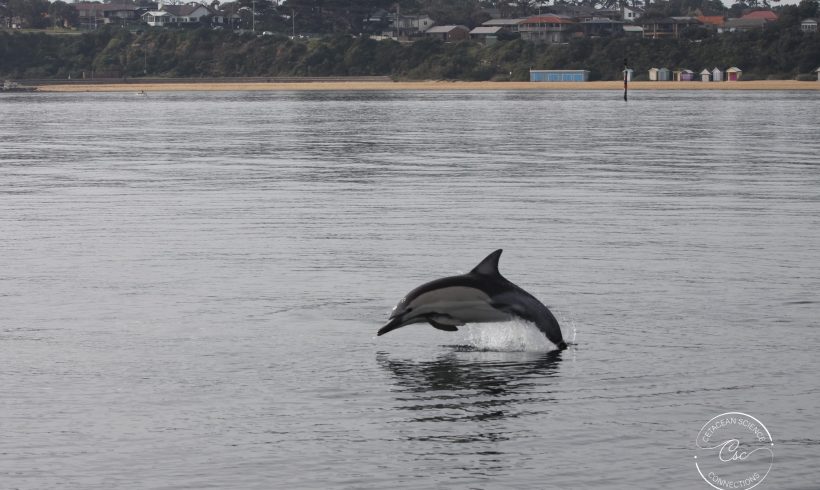 Cetacean Science Connections – new beginnings