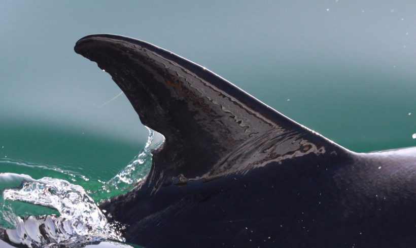Funky Fin