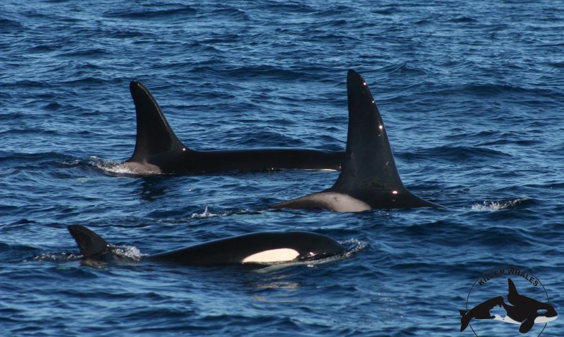 Killer whales