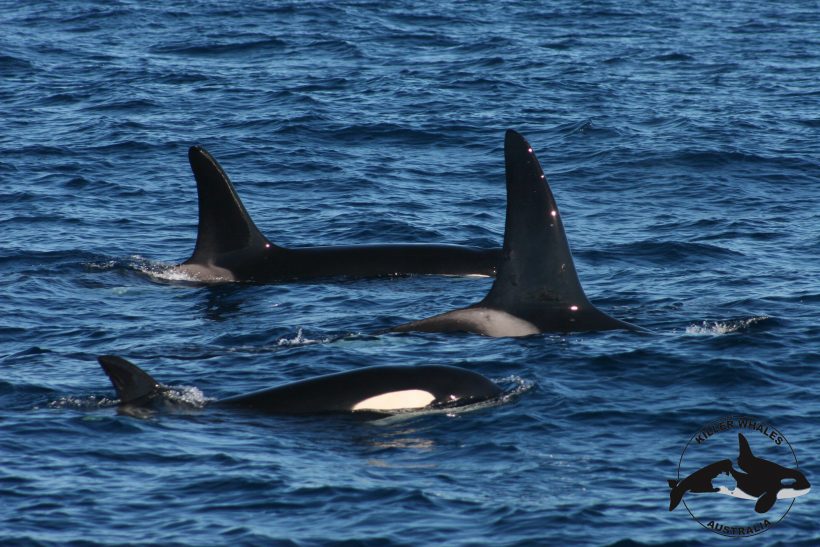 Killer whales