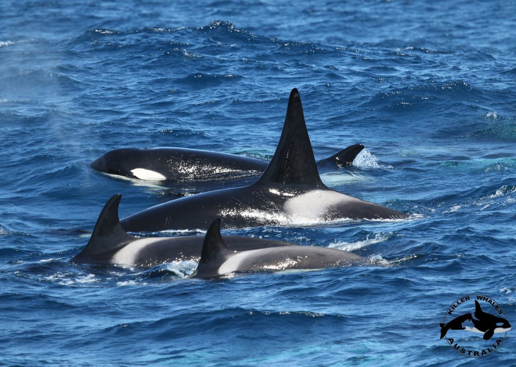 Killer whales - Cetacean Science Connections