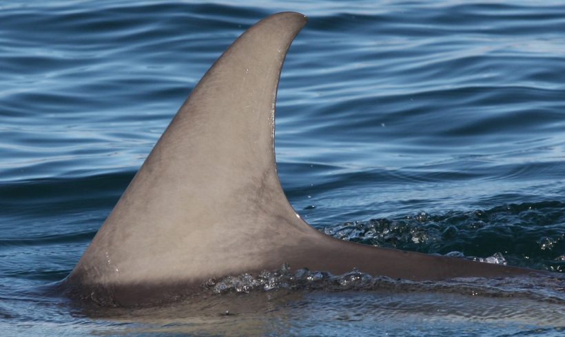 Tall Fin